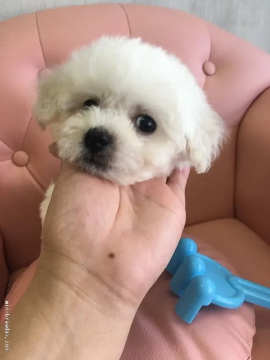 ハク 様のお迎えした子犬