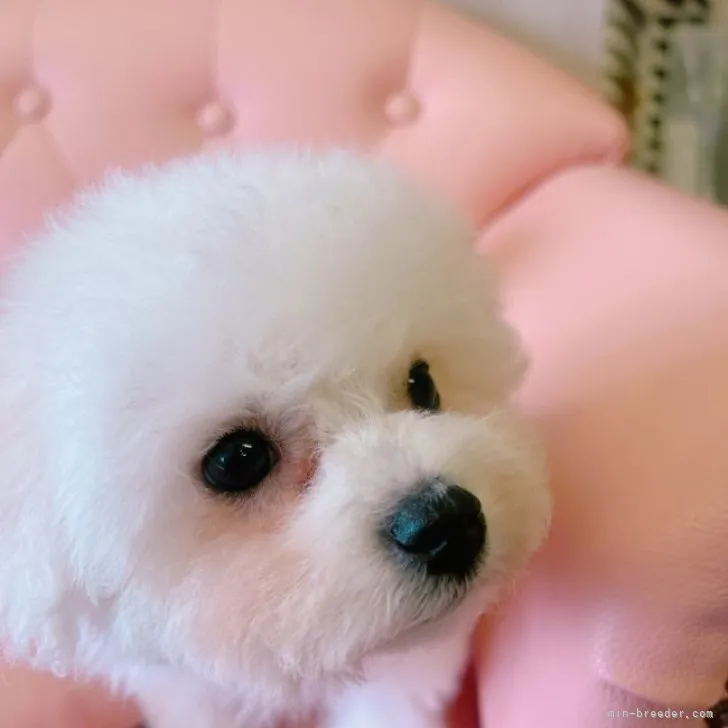 ID:2212-02757の子犬