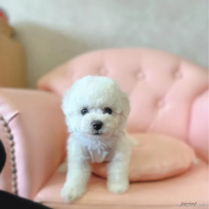 ID:2307-06165の子犬