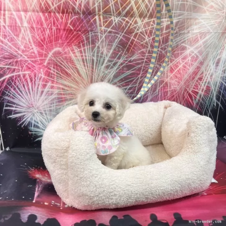 ID:2407-07859の子犬
