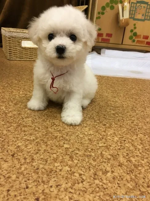 コウ 様のお迎えした子犬