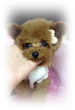 トイプードル(ティーカップ)【宮城県・女の子・2014年12月16日・レッド】の写真「極小プリンセス」