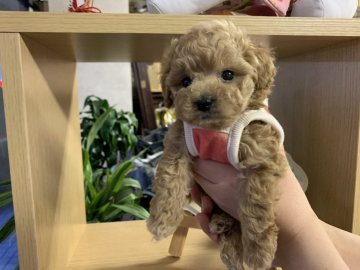 トイプードル(ティーカップ)【宮城県・男の子・2019年12月2日・アプリコット】の写真「小さくてお目めぱっちり」