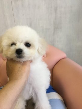ビションフリーゼ【宮城県・女の子・2019年3月19日・ホワイト】の写真「良血統書小さなビションちゃん」