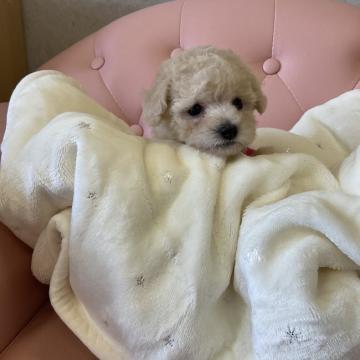 トイプードル(タイニー)【宮城県・男の子・2022年6月20日・クリーム】の写真「女の子みたいな僕ちん」