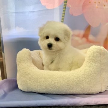 ビションフリーゼ【宮城県・男の子・2023年1月11日・ホワイト】の写真「わんわんわん誕生のビション君」