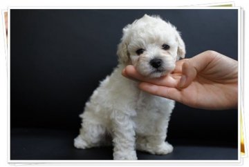 トイプードル(タイニー)【宮城県・男の子・2013年8月15日・ホワイト】の写真「血統血統　色素濃い」