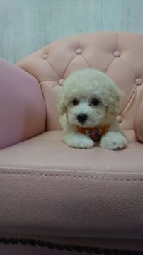 トイプードル(タイニー)【宮城県・男の子・2019年5月25日・クリーム】の写真「お目めが大きい小さめタイニーサイズ」