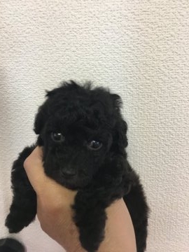 トイプードル(ティーカップ)【宮城県・女の子・2017年7月1日・シルバー】の写真「良血統 お目めキュート」
