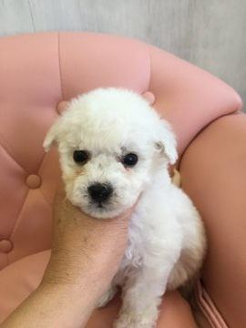 ビションフリーゼ【宮城県・男の子・2019年3月19日・ホワイト】の写真「お目めバッチリ子君」