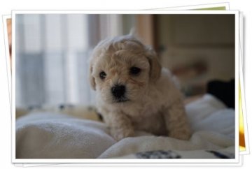 トイプードル(タイニー)【宮城県・男の子・2014年3月7日・ホワイト(クリームっぽい)】の写真「血統優秀」