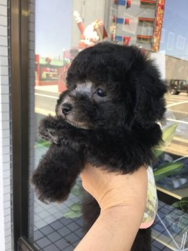 トイプードル(タイニー)【宮城県・男の子・2019年4月3日・シルバー】の写真「毛量多いナイスボーイ君」