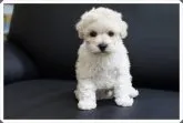 タイニープードル【宮城県・男の子・2013年8月15日・ホワイト】の写真1