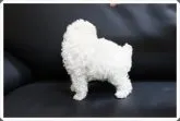 タイニープードル【宮城県・男の子・2013年8月15日・ホワイト】の写真2
