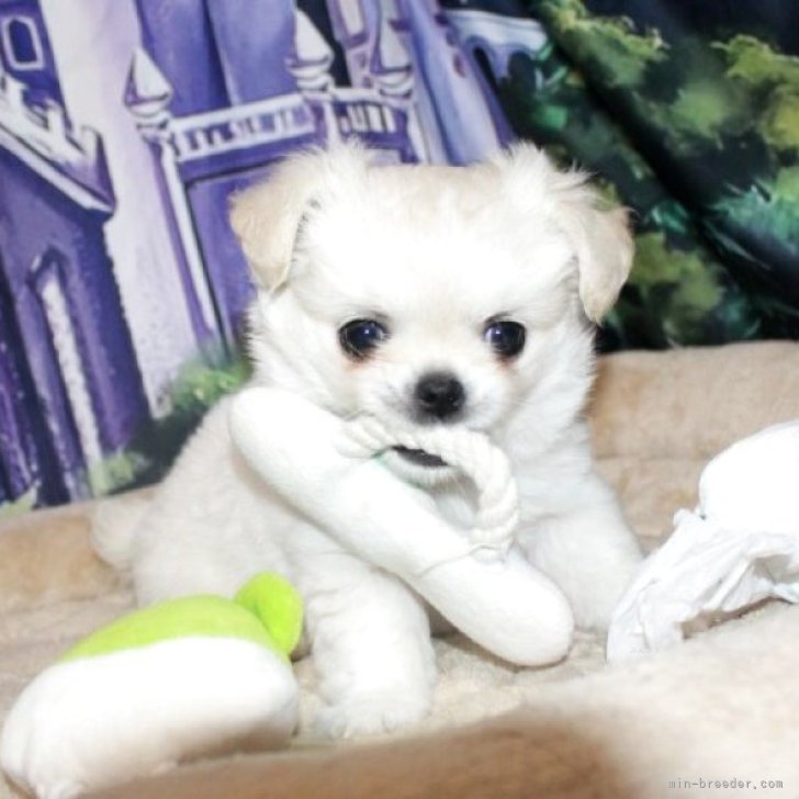 ブリーダー画像