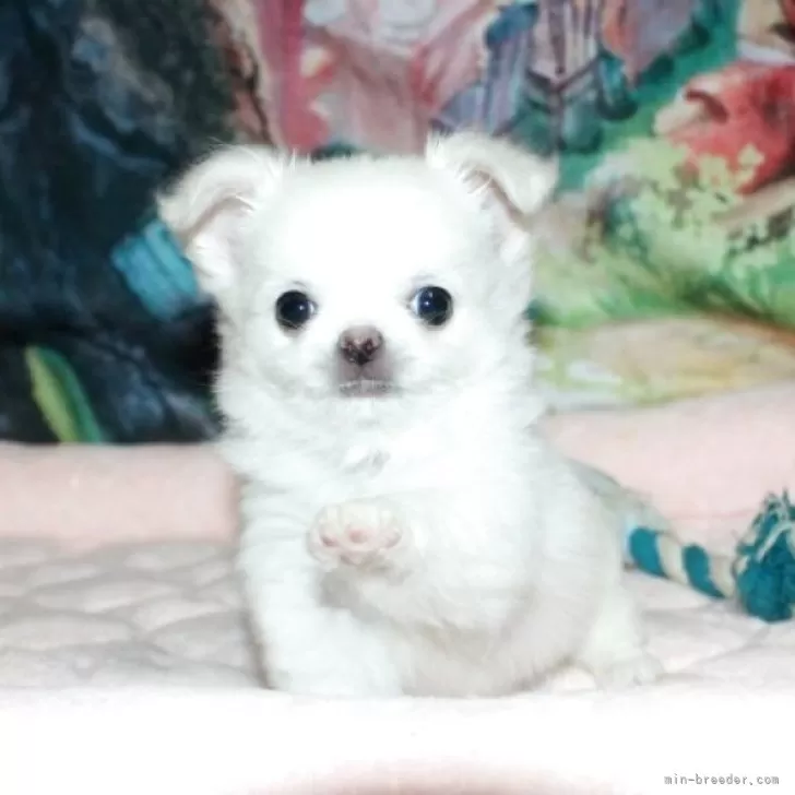 ID：2504-05843の子犬