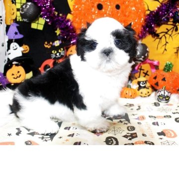 シーズー【福岡県・男の子・2025年9月7日・ホワイト&ブラック】の写真「良血統　ムチコロ可愛い男の子^^」