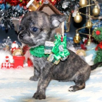 チワワ(スムース)【福岡県・男の子・2025年11月11日・ブリンドル】の写真「珍しいカラーの男の子^^両親PRAクリア」