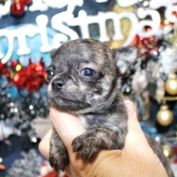 チワワ(スムース)【福岡県・男の子・2025年11月11日・ブリンドル】の写真「珍しいカラーの男の子^^両親PRAクリア」