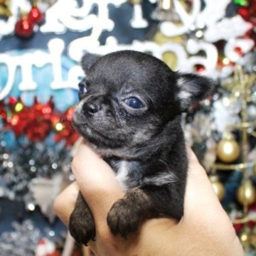 チワワ(スムース)【福岡県・女の子・2025年11月11日・ブラックタン&ホワイトマーキング】の写真「真っ黒、小ぶりな女の子　両親PRAクリア」