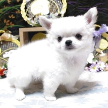 チワワ(ロング)【福岡県・男の子・2025年7月19日・ホワイト&クリーム】の写真「最終お値下げしました☺️　両親PRAクリア」