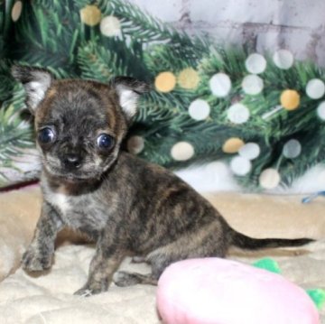 チワワ(スムース)【福岡県・男の子・2025年11月11日・ブリンドル】の写真「珍しいカラーの男の子^^両親PRAクリア」