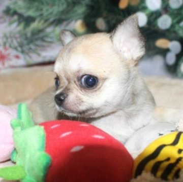 チワワ(スムース)【福岡県・女の子・2025年11月11日・フォーン&ホワイト】の写真「小ぶりで可愛い女の子^^両親PRAクリア」