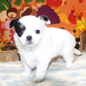 チワワ(ロング)【福岡県・男の子・2025年10月6日・パーティー】の写真「片パンチだけと、可愛い男の子^^両親PRAクリア」