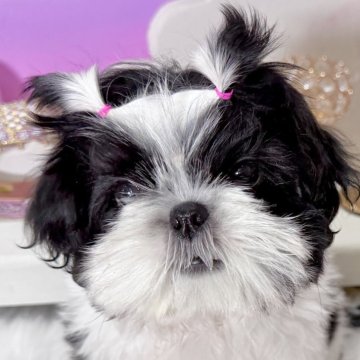 シーズー【福岡県・女の子・2025年9月7日・ホワイト&ブラック】の写真「良血統、可愛いお顔の女の子^^」