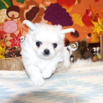 チワワ(ロング)【福岡県・男の子・2025年10月1日・クリーム&ホワイト】の写真「紹介文を良くご覧頂きお問い合わせ下さい」