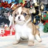 チワワ(ロング)