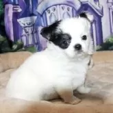 チワワ(ロング)