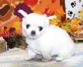 チワワ(ロング)【福岡県・男の子・2025年10月1日・クリーム&ホワイト】の写真6