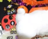 チワワ(ロング)【福岡県・男の子・2025年10月1日・クリーム&ホワイト】の写真11「尾の先１cmほどが　下向きに９０度ほど曲がっています」