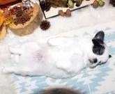 チワワ(ロング)【福岡県・男の子・2025年10月6日・パーティー】の写真9