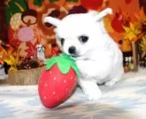 チワワ(ロング)【福岡県・男の子・2025年10月1日・クリーム&ホワイト】の写真9