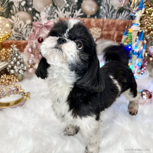 シーズー【・男の子・2023年9月13日・ブラック&amp;ホワイト】