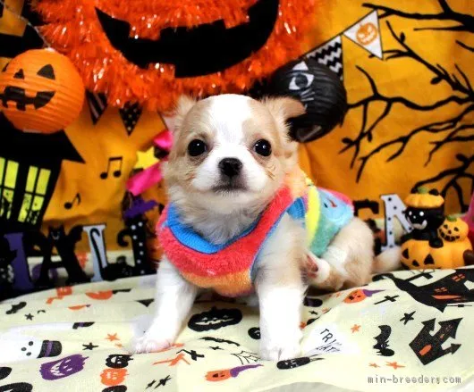 ID：1809-02774の子犬