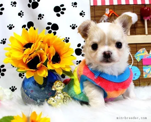 ID：1808-00687の子犬