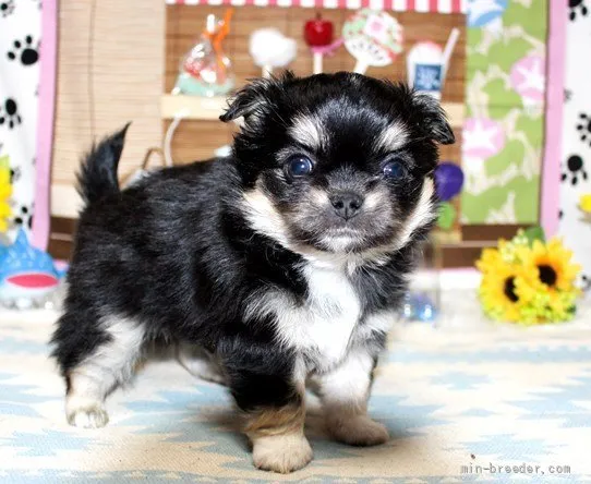 ダイチ 様のお迎えした子犬