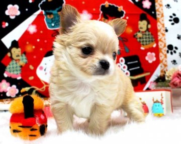 チワワ(ロング)【福岡県・女の子・2017年12月25日・クリーム&ホワイト】の写真「垂れ目が可愛い女の子❤」