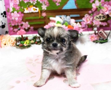 チワワ(ロング)【福岡県・男の子・2021年2月24日・フォーン&ホワイト】の写真「ムッチリおっとり男の子＾＾＊両親ＰＲＡクリア」