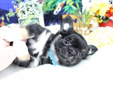 チワワ(ロング)【福岡県・男の子・2018年6月1日・ブラックタン&ホワイト】の写真「ムチコロ可愛い男の子＾＾」