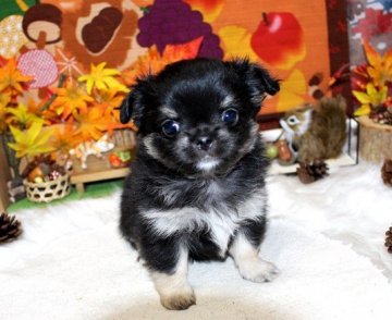 チワワ(ロング)【福岡県・女の子・2020年9月30日・ブラックタン】の写真「ムチコロ可愛い女の子＾＾ＰＲＡ発症しません」