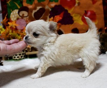 チワワ(ロング)【福岡県・女の子・2020年9月30日・クリーム】の写真「ちびちび可愛い女の子＾＾ＰＲＡ発症しません」