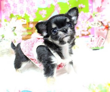 チワワ(ロング)【福岡県・女の子・2018年3月6日・ブラックタン&ホワイト】の写真「小ぶりで可愛い女の子＾＾」