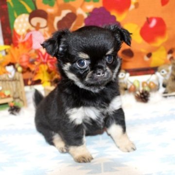 チワワ(ロング)【福岡県・女の子・2024年9月12日・ブラック&クリーム】の写真「ムチコロ可愛い女の子^^　PRA発症しません」