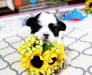 チワワ(ロング)【福岡県・女の子・2020年7月16日・パーティー】の写真「個性的なカラーの女の子＾＾＊両親ＰＲＡクリア」