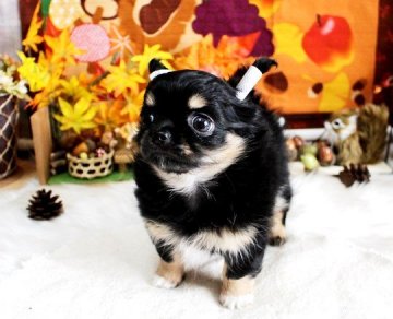 チワワ(ロング)【福岡県・女の子・2020年9月21日・ブラックタン&ホワイト】の写真「まん丸可愛い女の子＊両親ＰＲＡクリア」