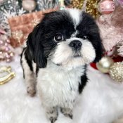 シーズー【・男の子・2023年9月13日・ブラック&ホワイト】